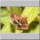 Pyrausta aurata - Goldzuensler 03.jpg